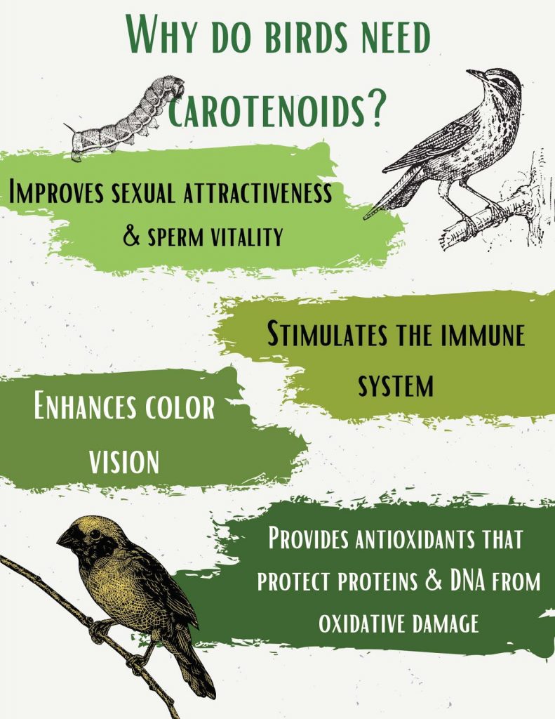 Birds carotenoids