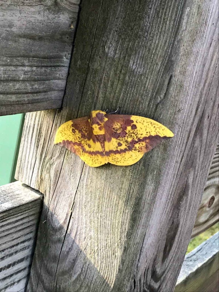 emp-moth