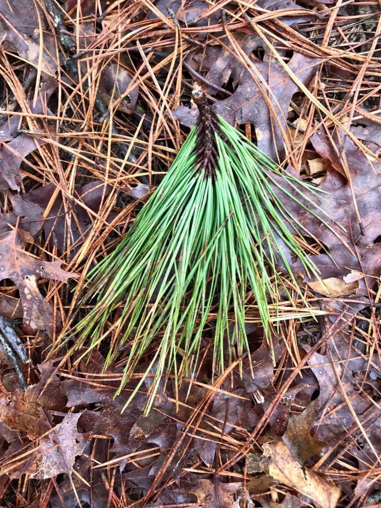 pitch-pine